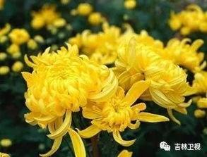 内窥菊花av,一场视觉与心理的双重冲击